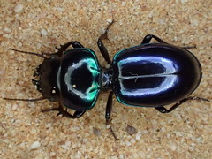 Carenum iridescens