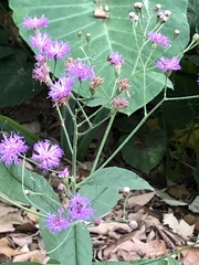 Vernonia greggii