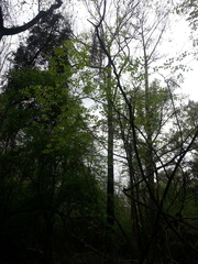 Fraxinus caroliniana