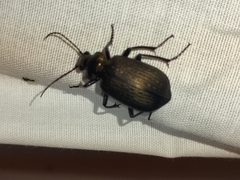 Calosoma alternans