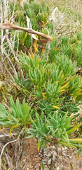 Suaeda australis
