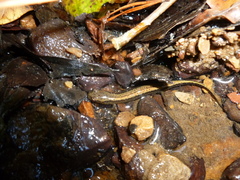 Eurycea aquatica