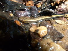 Eurycea aquatica