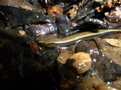 Eurycea aquatica