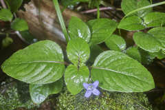 Coccocypselum herbaceum