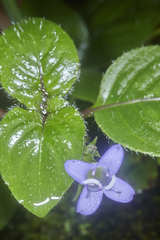 Coccocypselum herbaceum