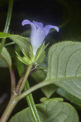 Coccocypselum herbaceum