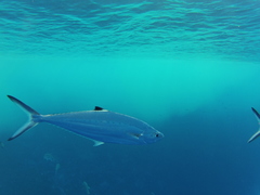 Scomberoides