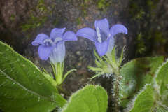 Coccocypselum herbaceum