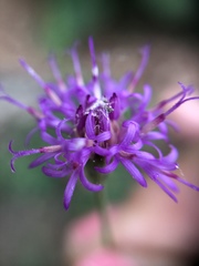 Vernonia greggii