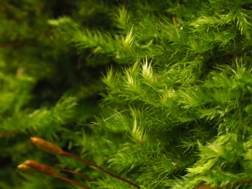 Vislioji pilezija nuotrauka