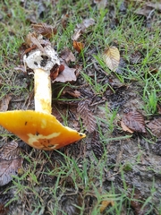 Amanita caesarea