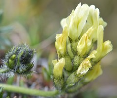 Oxytropis maydelliana