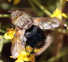 Archytas analis