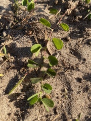 Chamaecrista rotundifolia rotundifolia