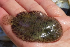 Trinectes maculatus