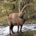 Alpine Ibex - Photo (c) Tsui, some rights reserved (CC BY-SA)
