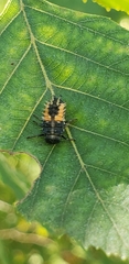 Harmonia axyridis