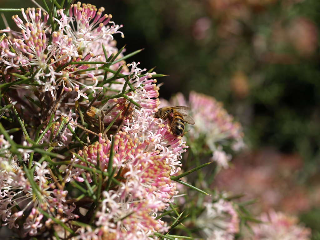 Honey Bush