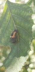 Harmonia axyridis