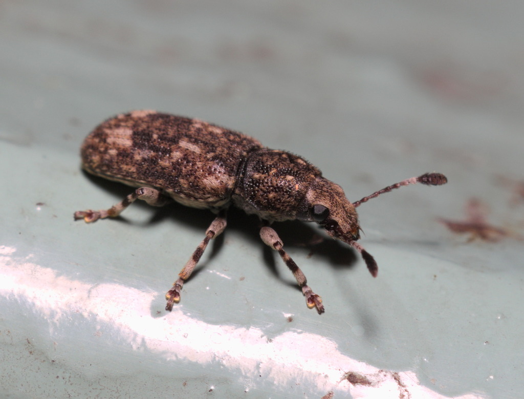 Fungus weevil