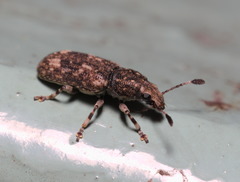 Eucorynus crassicornis