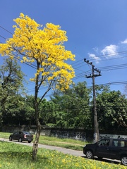 Handroanthus umbellatus