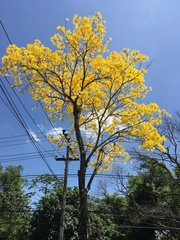 Handroanthus umbellatus