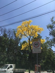 Handroanthus umbellatus