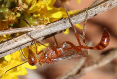 Ammophila wrightii