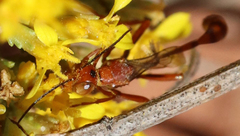 Ammophila wrightii
