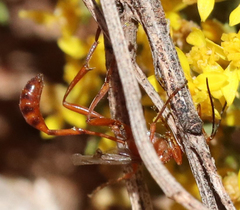 Ammophila wrightii