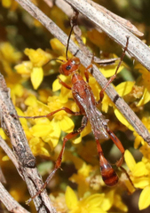 Ammophila wrightii