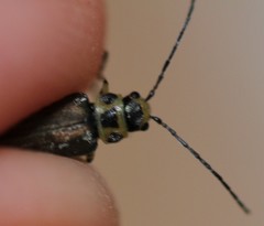 Trirhabda luteocincta