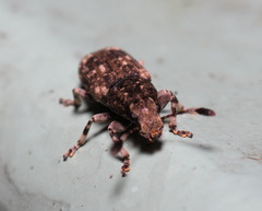 Eucorynus crassicornis