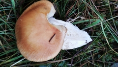 Cortinarius claricolor