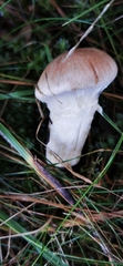 Cortinarius claricolor