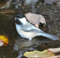 Poecile atricapillus