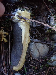 Trichoderma citrinum