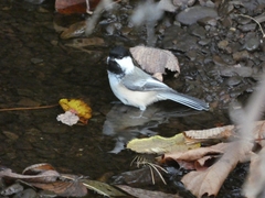 Poecile atricapillus