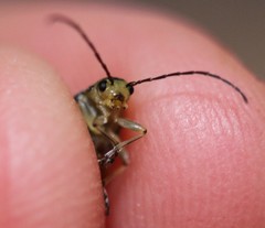 Trirhabda luteocincta