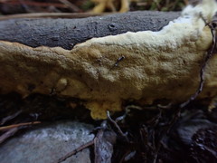 Trichoderma citrinum