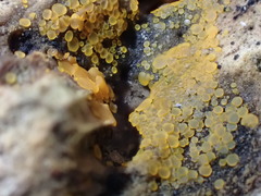 Orbilia xanthostigma