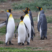 Kuningaspingviini - Photo (c) Brendan Ryan, osa oikeuksista pidätetään (CC BY-NC-SA)