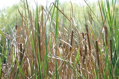 Typha domingensis