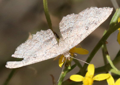 Cyclophora nanaria