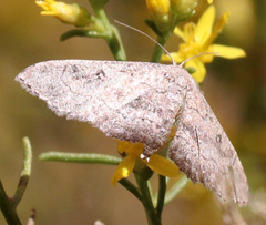 Cyclophora nanaria