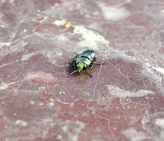 Bilyaxia concinna