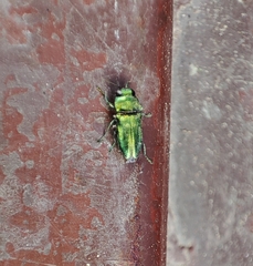 Bilyaxia concinna