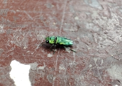 Bilyaxia concinna